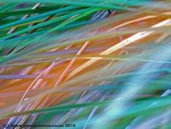 A Brush with Nature - Travis wetlands, Ch.Ch. NZ.