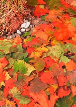 Autumn at the flower show