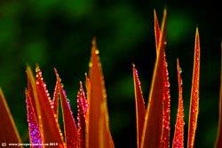 Cordyline Australis on fire