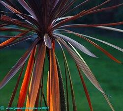 Cordyline australis, at dusk