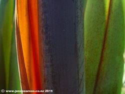 Flax - Akaroa N.Z.