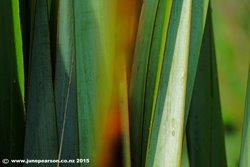 Flax  -  Travis Wetlands, Ch.Ch. NZ.