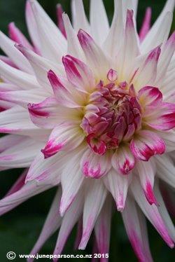 I love Dahlia's