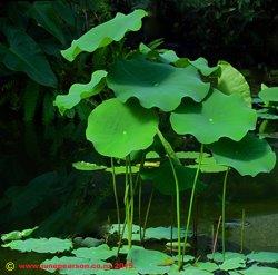 In Diana's Garden, Kew, UK