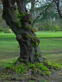 Living Proof, botanical gardens, Ch.Ch. NZ.