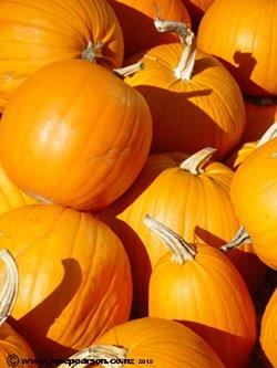 Pumpkins at Kew