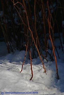 Raspberries in snow