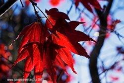 Red at Riccarton Bush