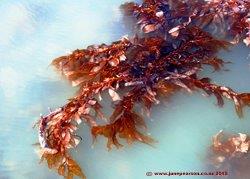 Seaweed, Lyttelton Hbr, Chch