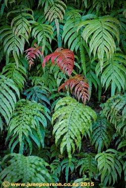 Westland Ferns