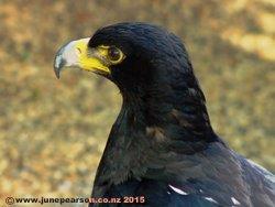 Black Eagle Verreaux's Eagle (Aquila verreauxii)