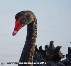 Black Swan (Cygnus atratus) N.Z.