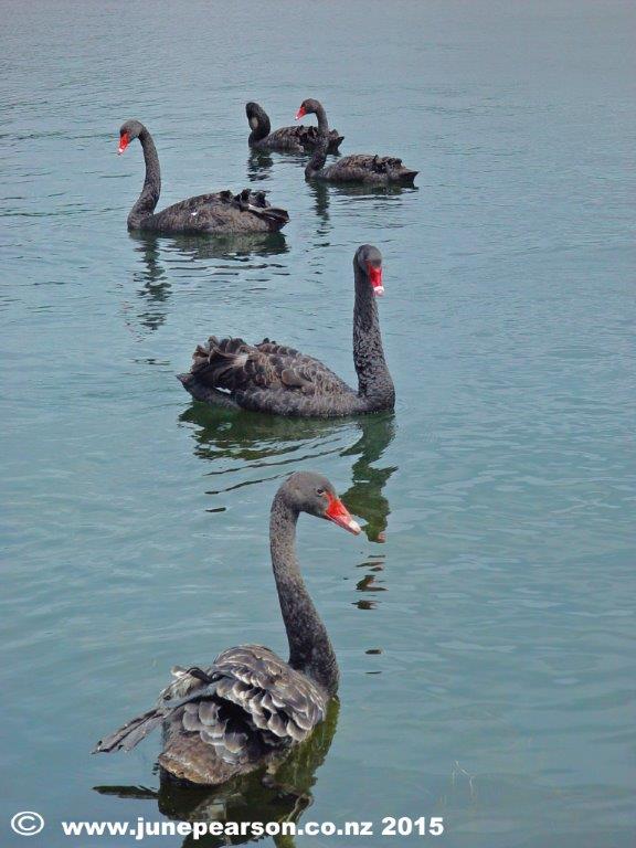 Black Swan(Cygnus atratus)  Canterbury, NZ