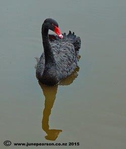 Black swan  Cignus atratus