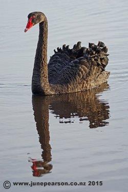 Black swan (Cygnus atratus)