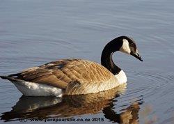 Canadian Goose (Branta canadensis), Travis Wetlands, CHCH NZ