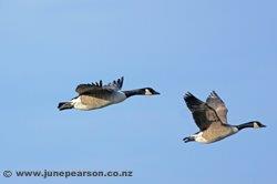 Canadian geese, not stopping