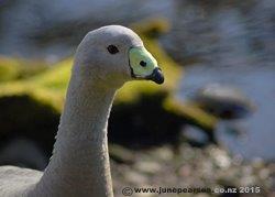 Cape Barren goose (Cereopsis novaehollandiae) Willownbank, CHCH NZ