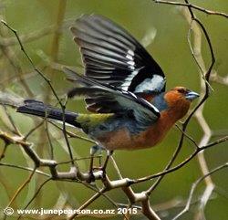 Chaffinch Male - The Groynes, CHCH NZ