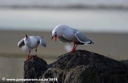 Dancing pair -red-billed gull (Chroicocephalus scopulinus), Native of N.Z.