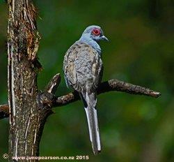 Diamond Dove - Geopelia Cuneata, Auckland Zoo NZ