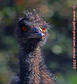 Emu  (Dromiceius)