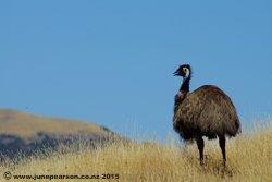 Emu - where did he come from, Little River, Banks Peninsula, NZ