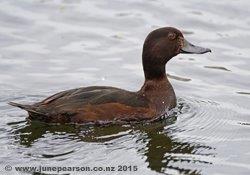 Female New Zealand scaup (Aythya novaeseelandiae) Black Teal, The Groynes, CHCH NZ