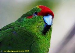 Gotcha - The red- crowned Parakeet 