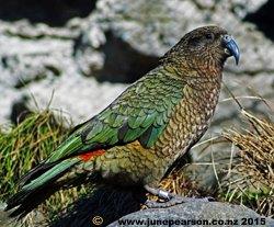 Kea on guard