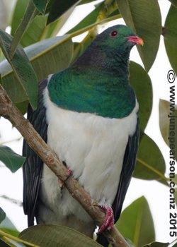 Kereru, wood pigeon