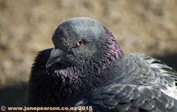 Large Grey  Pigeon, showing the pink