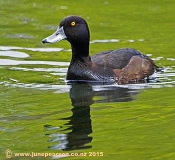 Male New Zealand scaup (Aythya novaeseelandiae) Black Teal