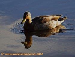 Mallard (Anas platyrhynchos). Travis Wetlands, Christchurch.