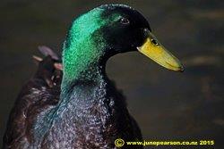 Manky Mallard, Travis Wetlands, Ch.Ch. NZ.