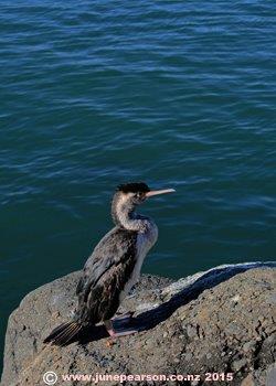 Pied Shag,  Phalacrocoracida, Native to N.Z.