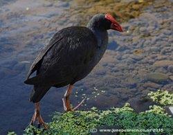 Pukeko - Australasian swamphen (Porphyrio melanotus)