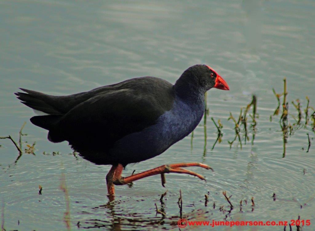 Pukeko, Travis Wetlands, CHCH, NZ