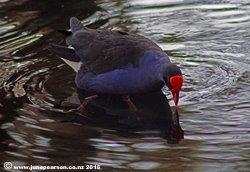 Pukeko, catching small fish