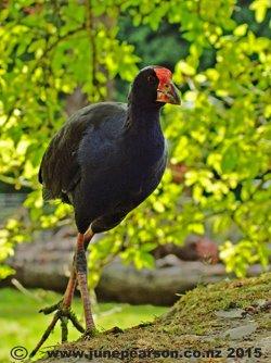 Pukeko motion