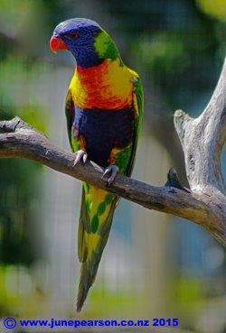 Rainbow lorikeet - Trichoglossus-haematodus moluccanus - Auckland Zoo, NZ