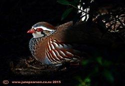 Red billed partridge (Arborophila rubrirostis)