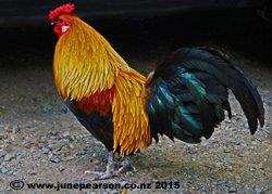 Rooster - Gold Brahma