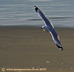 Seagull preparing to land