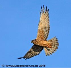 Swamp Harrier, Back Paddock, Halswell, ChCh