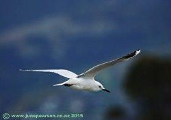 Tarapuka, blackbilled gull, Lyttelton, Ch.Ch