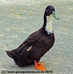 Tasman Black duck,  Willowbank,  CHCH NZ