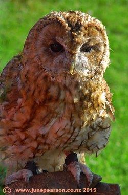 Tawny Owl,  Hawk conservancy, UK