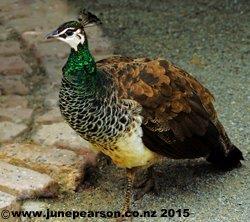 The Green peafowl (Pavo muticus)