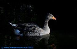 Toulouse Goose. Willowbank, Ch.Ch. N.Z.